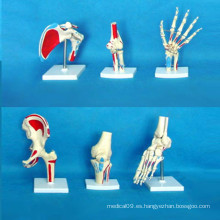 Modelo de las funciones esqueléticas anatómicas de la articulación humana para la enseñanza médica (R020902)